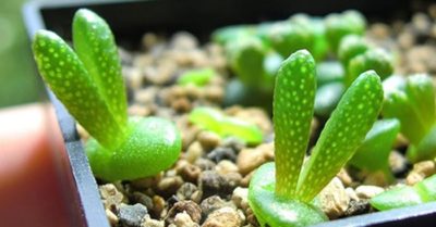Sen đá tai thỏ – Đặc điểm và cách chăm sóc hợp lý