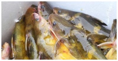 Đặc sản sông Đà: Loài cá vàng óng, muốn ăn phải đặt trước