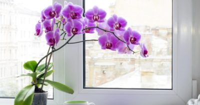 Cách trồng – chăm sóc hoa lan hồ điệp ra hoa rực rỡ
