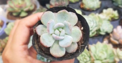Sen đá monroe – Cây cảnh trang trí mang lại nét đẹp đầy sức sống