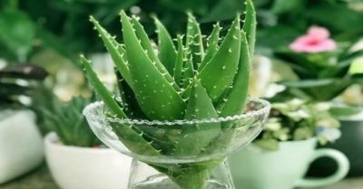 Hướng dẫn cách trồng nha đam trong nước và cách chăm sóc hiệu quả