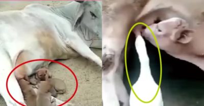 Video: Những vú nuôi bất đắc dĩ trong thế giới loài vật