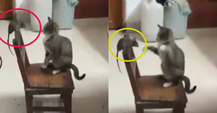 Video: Con chuột nhẫn chịu 'đả bất hoàn thủ' khi bị mèo khều đánh