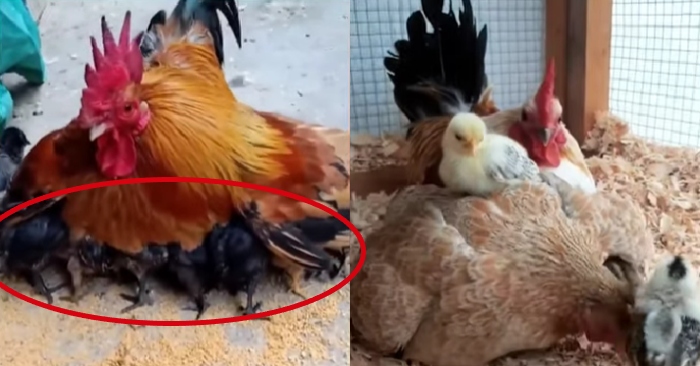 Video: Gà trống nuôi con, bảo vệ gà mái