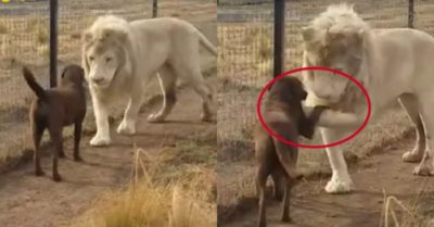 Video: Sư tử trắng khổng lồ ‘bắt tay’ chó gây sốt mạng xã hội