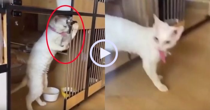 Video: Chú mèo tự mở cửa thoát thân khi chủ vắng nhà