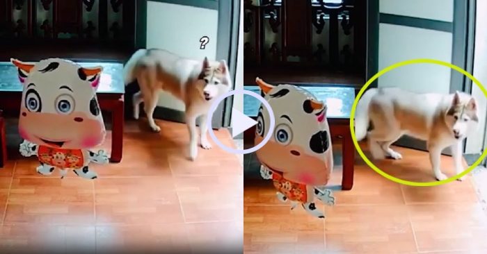 Video: Chó Husky rúc gầm bàn khi thấy 'bóng bay bò' trong nhà