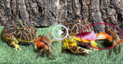 Video: Chú ếch trả giá vì định nuốt chửng cua