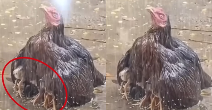 Video: Gà mẹ xòe cánh che chở đàn con dưới cơn mưa tầm tã