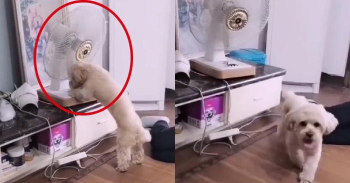 Video: Cún cưng chạy trốn sau khi tắt quạt của cô chủ