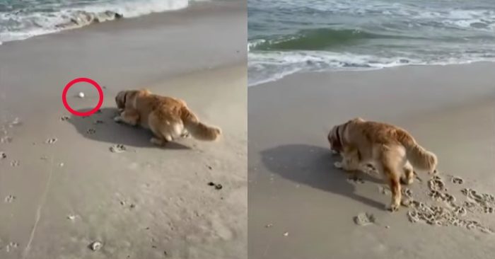 Video: Chú chó gâu đần muốn nhặt bóng nhưng lại sợ sóng biển